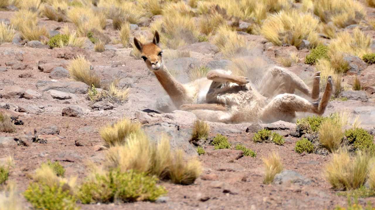San Pedro de&nbsp;Atacama