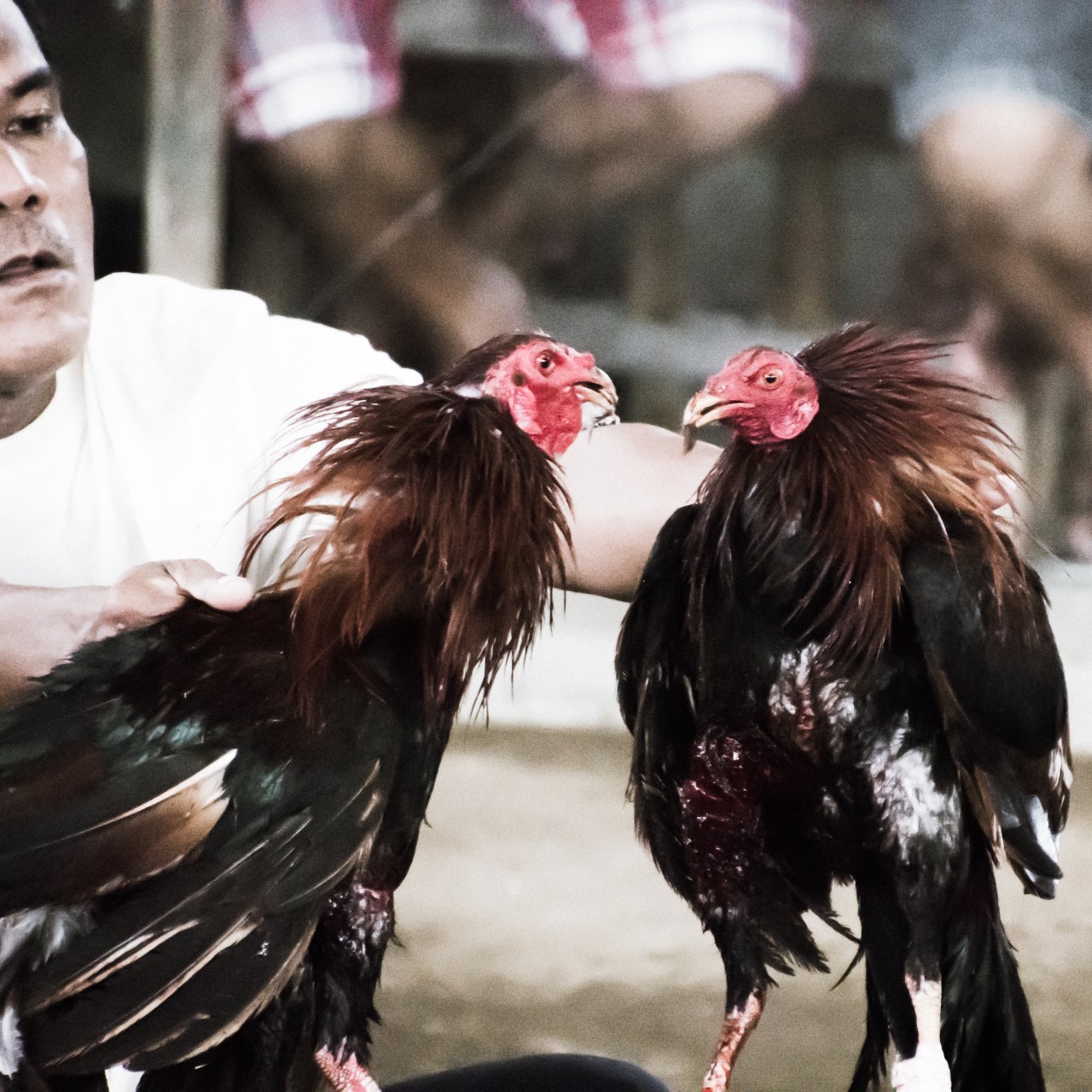 Animals: Life and death on&nbsp;Panay