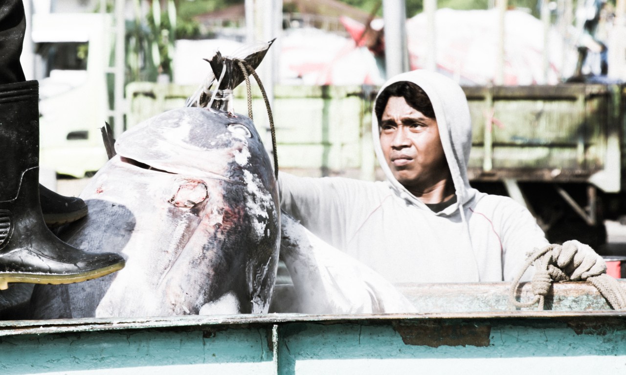 Landing frozen tuna in&nbsp;Indonesia