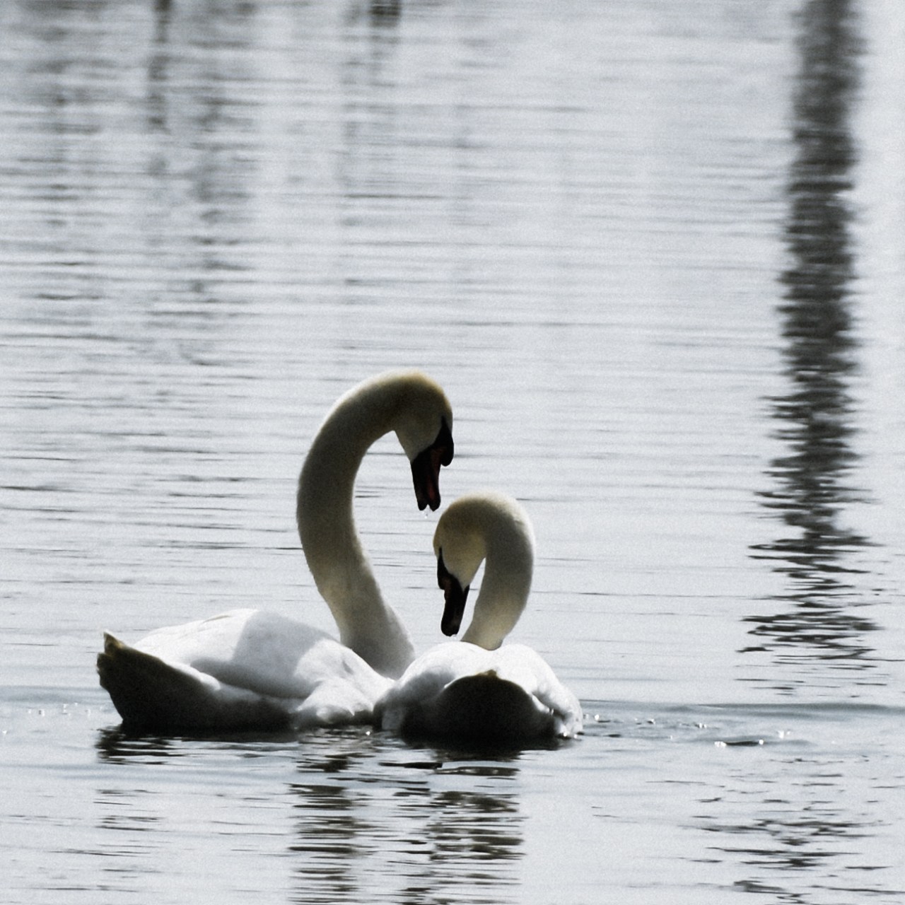 The port of&nbsp;Lausanne