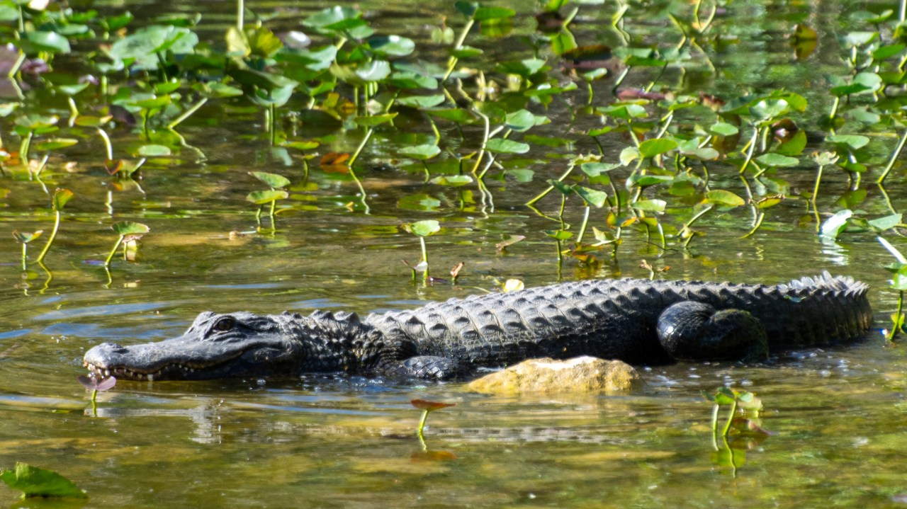 Shipping across the&nbsp;Everglades
