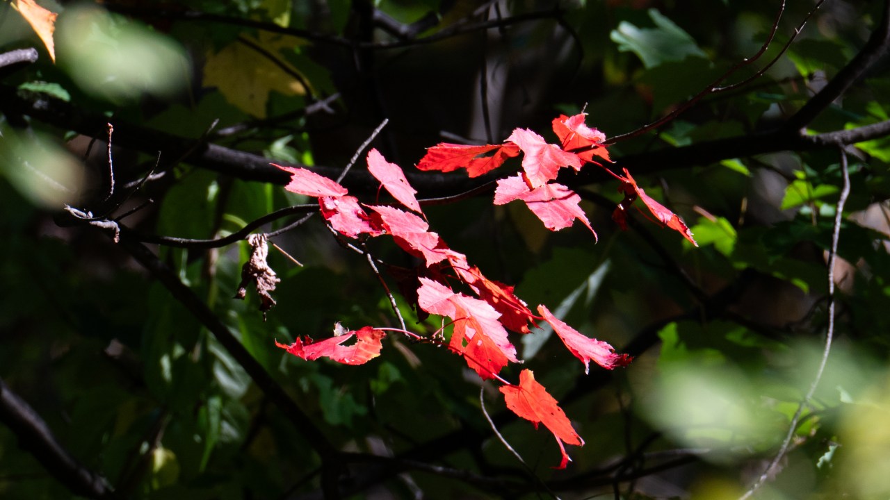 Autumn colors
